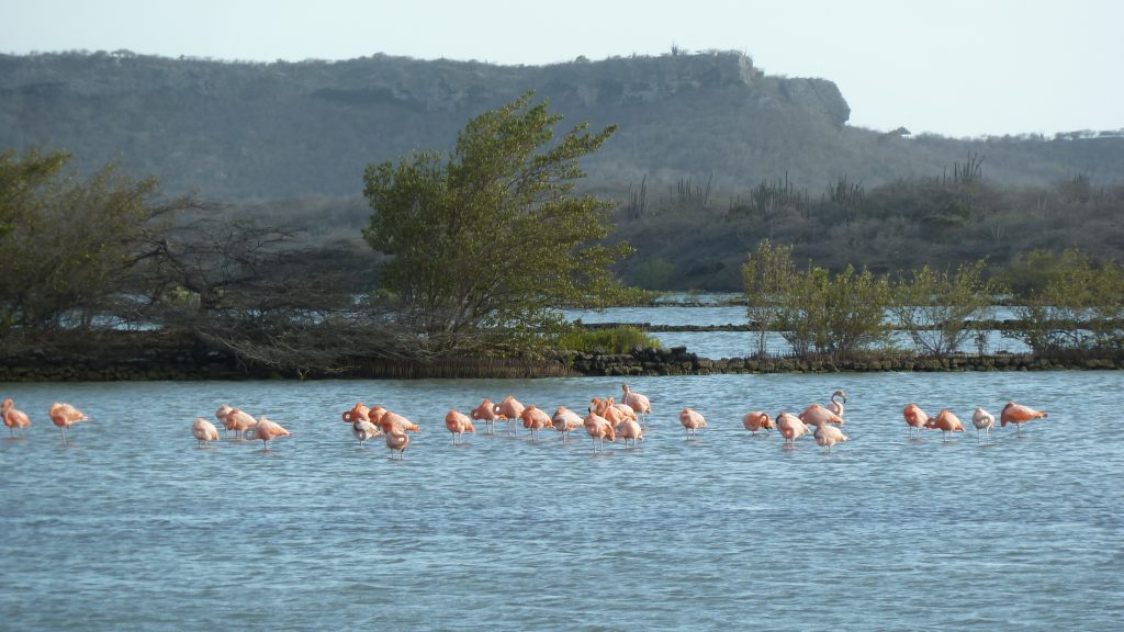 Geschützte Lagune mit Flamingos